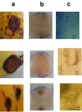Figure 10: Infections due au genre Botryodiplodia                    Figure 9 : Infections naturelles due au genre Aspergillus 