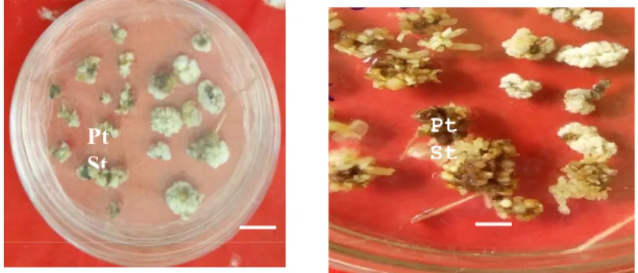 Figure 2 : Embryogenic  calli  obtained  from  the  C8  genotype  of  Theobroma  cacao  on  an  induction  medium  supplemented  with18  μM  of  2,  4,5-T:  embryos  derived  from  petals  3  months  after  induction