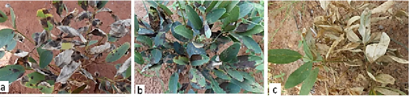 Fig 2. Some symptoms of Bambara groundnut leaf diseases observed in the field 