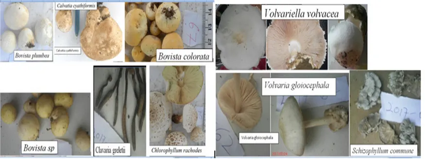Figure 2: Pictures of the edible mushrooms found in the study area 