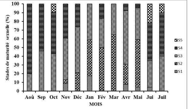 Figure 5 : Évolution mensuelle des proportions des différents stades de maturité sexuelle des femelles de S