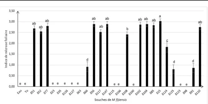 Figure 1 : Effets des souches de M. fijiensis sur l’indice de nécroses foliaires des bananiers 48 heures après  infiltration des filtrats de culture  