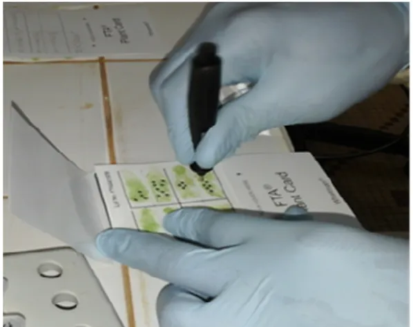 Figure 1: DNA Extraction method 