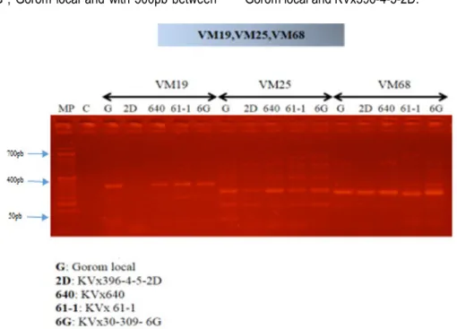 Figure 4: Profiles of PCR products of five genotypes of cowpea with the microsatellite primers VM19, VM25 and VM68   The revelation of polymorphisms of bands by the couples 