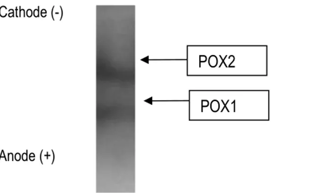 Figure 2: Zymography of POX activities from Burkina radish using gaïacol as hydrogen donor