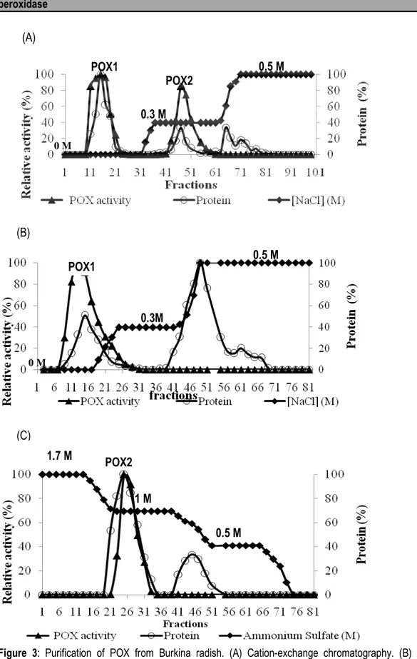 Figure  3:  Purification  of  POX  from  Burkina  radish.  (A)  Cation-exchange  chromatography