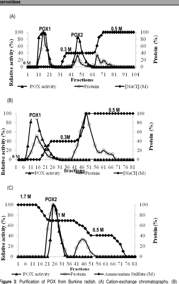 Figure  3:  Purification  of  POX  from  Burkina  radish.  (A)  Cation-exchange  chromatography