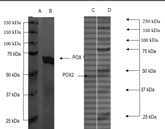 Figure 4: SDS-PAGE of purified POX from Burkina radish. Lane A and D, molecular weight markers (values in kDa)