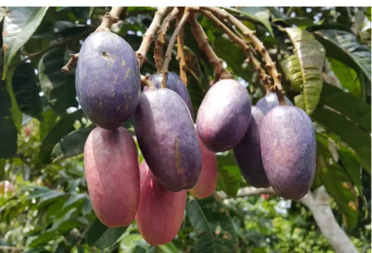 Figure 1: two-year-old marcot plant in fruiting (http://www.ethnoheritage.com/2017/04/safou.html)  However,  after  picking,  safou  fruits  undergo 
