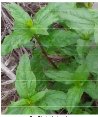 Figure 1 : Aspect général de Eclipta prostrata (L.) L.  Utilisation thérapeutique de Eclipta prostrata : Le jus  issu de l’expression des feuilles est utilisé en instillation  oculaire contre les maux d’yeux et en instillation buccale  contre la dyspnée