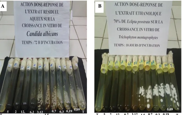 Figure 2 : Culture des germes fongiques en présence de l’extrait éthanolique 70 % de E