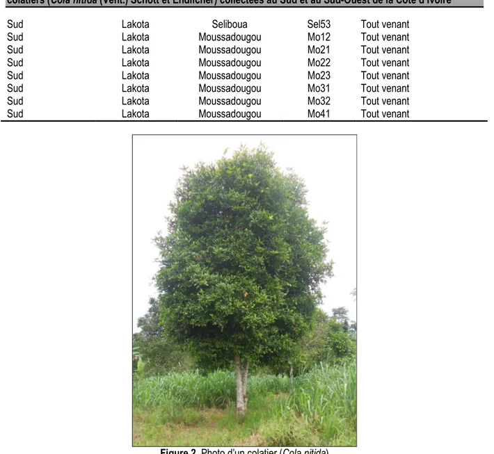 Figure 2. Photo d’un colatier (Cola nitida)  Méthodes 