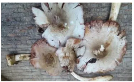 Figure 1 : Trois espèces de champignons couramment rencontrées dans la région du Haut-Sassandra   METHODES 