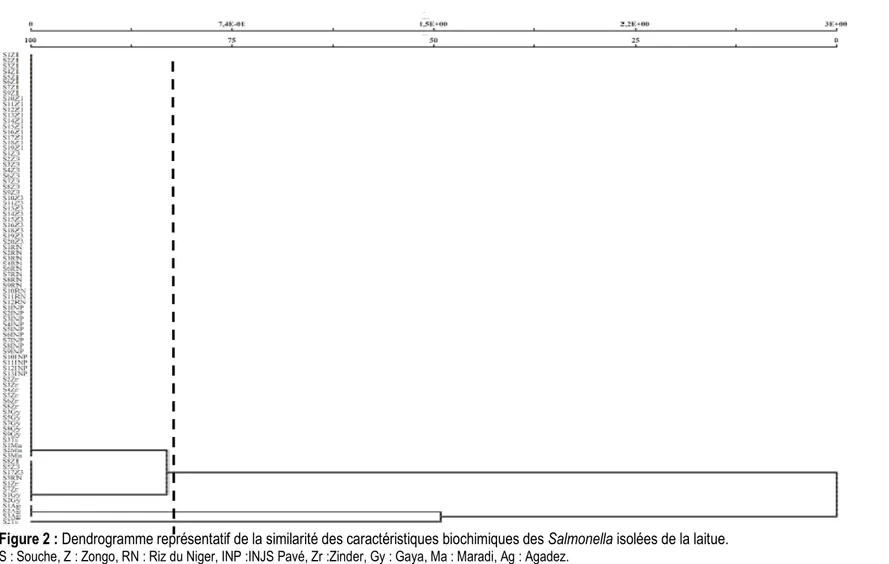 Figure 2 : Dendrogramme représentatif de la similarité des caractéristiques biochimiques des Salmonella isolées de la laitue