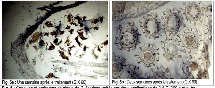 Fig. 5 : Capsules et embryons de plants de R. fistulosa traités par deux applications de 2,4-D, 360 g m.a
