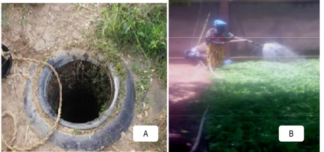 Figure 3 : Irrigation par système de motopompe +  tuyaux en PVC.