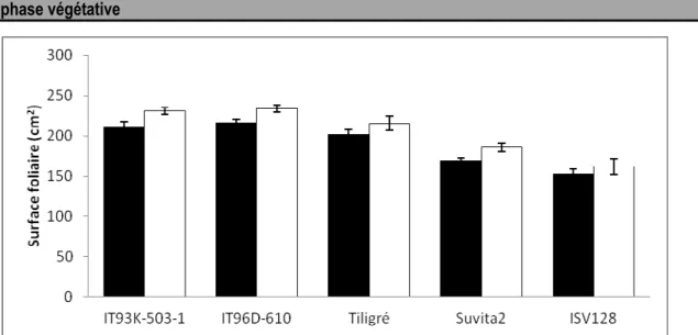 Figure 3  : Comparaison de la surface foliaire de cinq génotypes de niébé avant l’induction du stress et après 13  jours de stress 