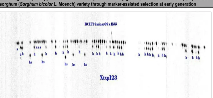 Figure 2: Output showing heterozygous individuals with the donor and the recurrent parent alleles of the marker Xtxp123