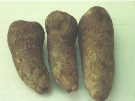 Figure 2 : Tubercules d’igname sains d’apparence, de la variété " kponan" (Dioscorea cayenensis-rotundata)  Méthodes 