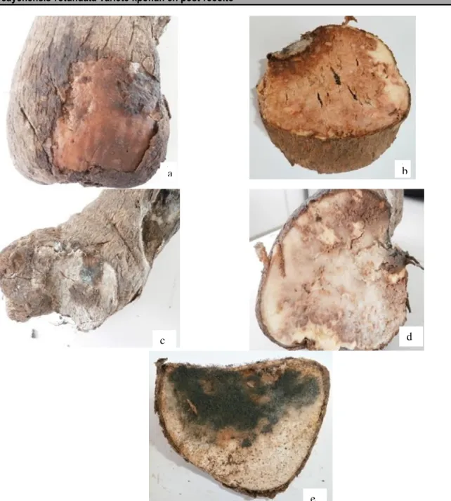 Figure 3 : Symptômes observés sur les tubercules d’igname de la variété "kponan" (Dioscorea cayenensis- rotundata)  a : Pourriture humide de coloration marron ; b : Pourriture sèche de coloration marron ; c : Pourriture sèche de coloration  verte ;