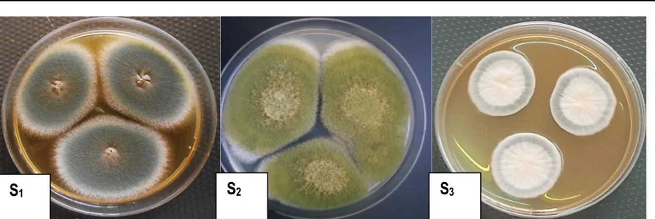 Figure 1 : Aspect macroscopique des trois souches de moisissures sur gélose de Pomme de Terre Dextrose (PDA)  incubées à 30 °C pendant 7 jours (Compaoré et al., 2016b)  