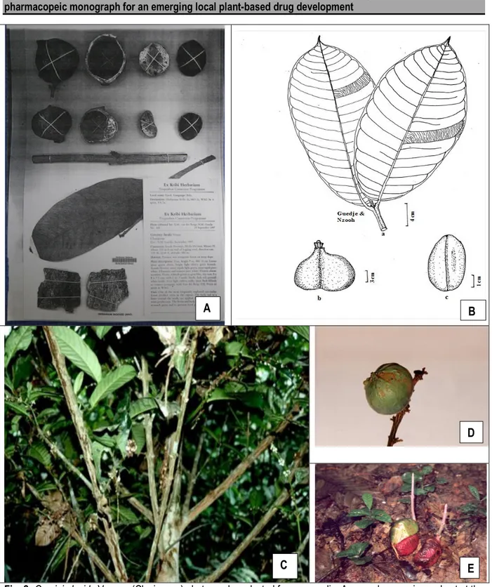 Fig. 2: Garcinia lucida Vesque (Clusiaceae) photographs selected for compendia. A = voucher specimens kept at the  Wageningen Herbarium, B = freehand drawing of leaves, fruit and seed, C = Flowering branches, D = green fruit, E =  purple seeds