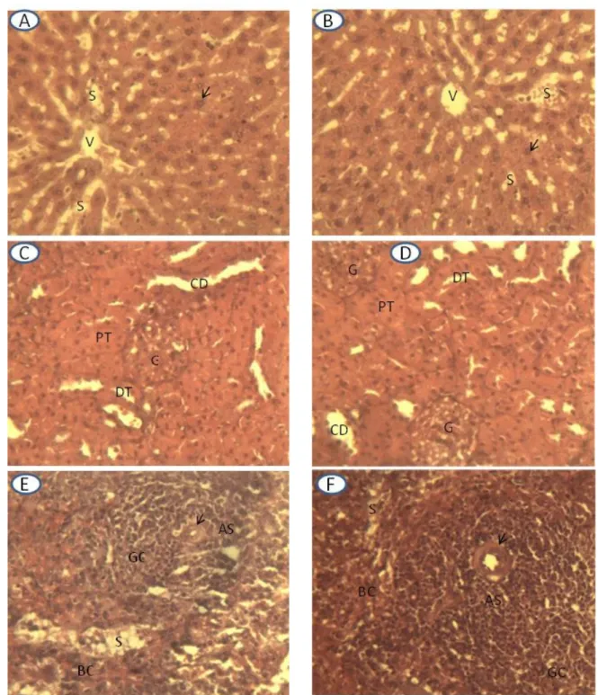 Figure 2: Histology of liver, kidney and spleen of treated and control rats.  