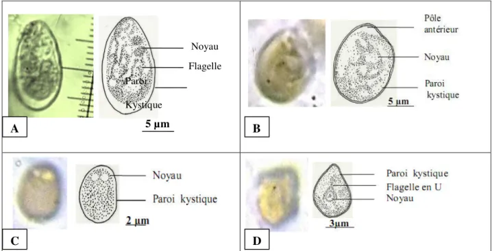 Figure  2 :  Différents  kystes  de  protozoaires  flagellés  observés :  Giardia  intestinalis  (A),  Chilomastix  mesnili  (B),  Enteromonas hominis (C) et Retortamonas intestinalis (D) 