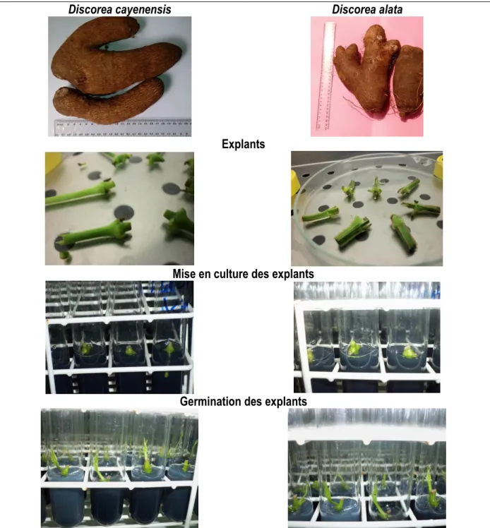 Figure 1. Régénération des explants  issues de tiges de Dioscorea cayenensis et Dioscorea alata 