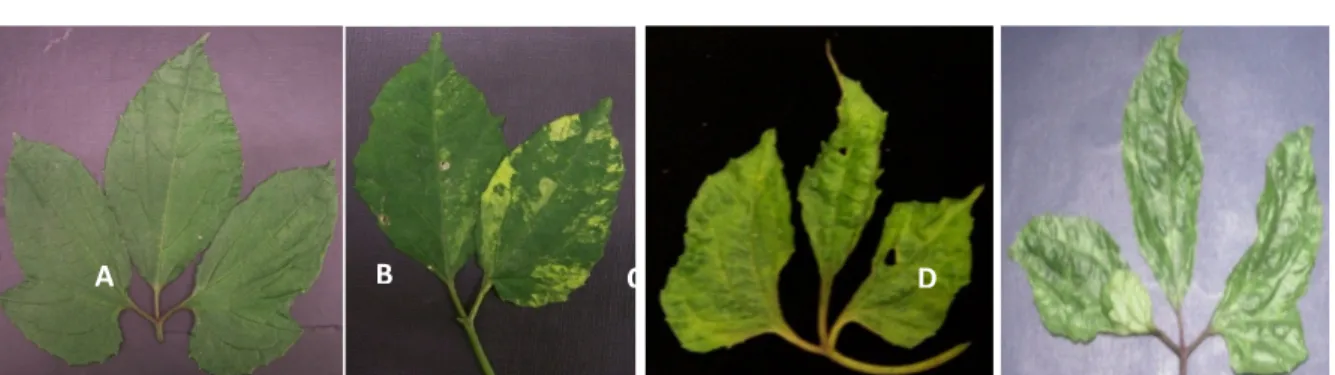 Figure 2: Common symptoms observed on fluted pumpkin plants across surveyed locations