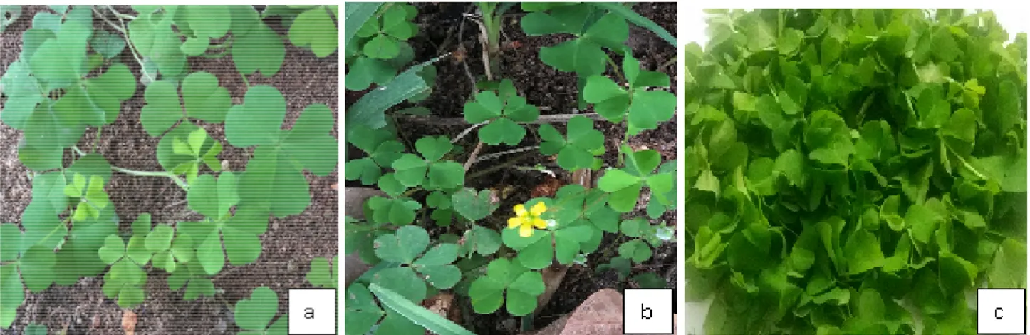 Figure 1: Oxalis corniculata (a&amp;b) growing in garden (c) Fresh leaves collected for experimentation  Cytotoxicity  assay:  This  was  done  using  the  Brine 
