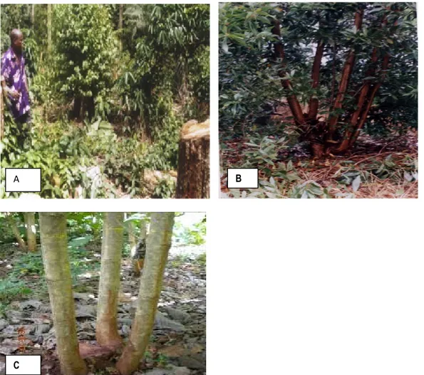 Figure  1 :  Rejets  de  souche  d’Eucalyptus  sp.,  d’Acacia  mangium  et  de  Tectona  grandis