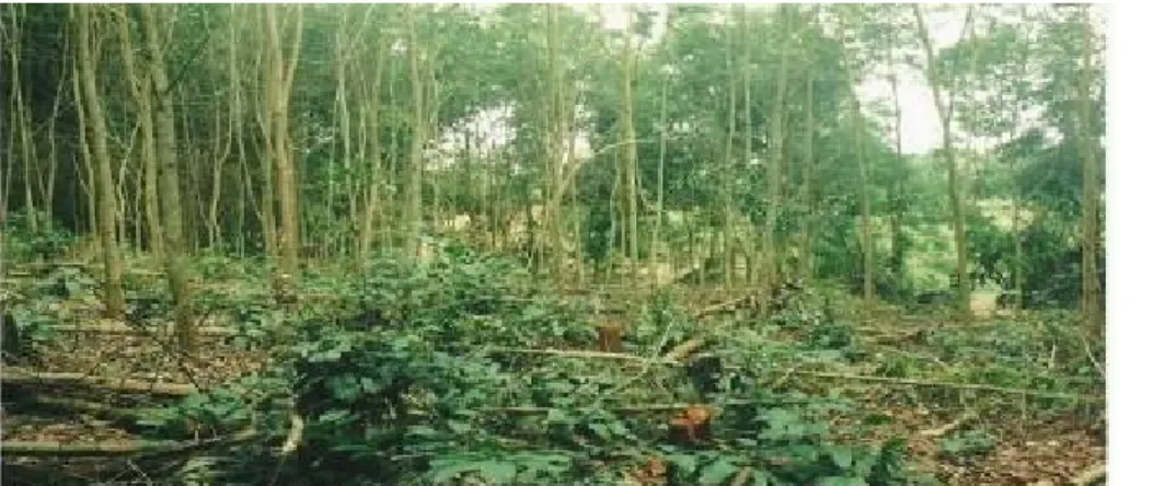 Figure 7 : Peuplement de semis naturels d’Acacia auriculiformis de 7 ans en zone forestière, Anguédédou, Côte d’Ivoire,  aménagé à écartement de 3 x 3 m 
