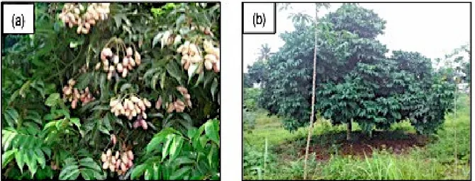 Figure 1: Safou (Dacryodes edulis) fruits (a) on tree (b) in Côte d’Ivoire