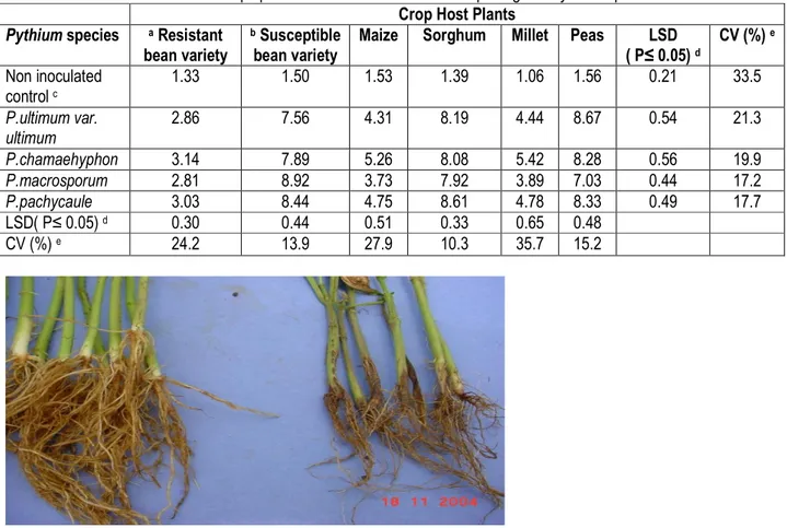 Table 4: Mean disease scores of crop species after inoculation with bean pathogenic Pythium species  Crop Host Plants 