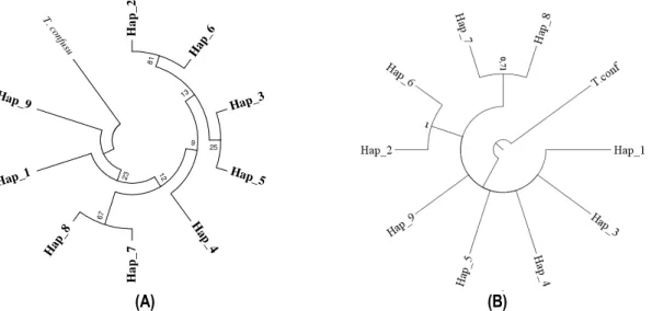 Figure 3: Phylogenetic trees of haplotypes by Maximum Likelihood method (A) and Bayesian Inference (B)