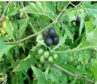 Figure 1: Leaves and berries of Solanum nigrum 