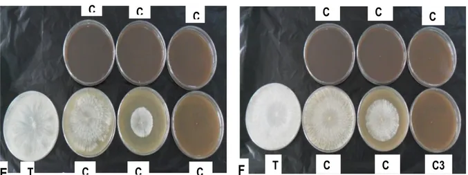 Figure  9 :  Croissance  in  vitro  d’un  sclérote des  souches  St (G) et  Sv (H)  de  Sclerotium  rolfsii  en  fonction  de  la  concentration d’Eéth d’écorce de Zanthoxylum gilletii après 7 jours d’incubation 