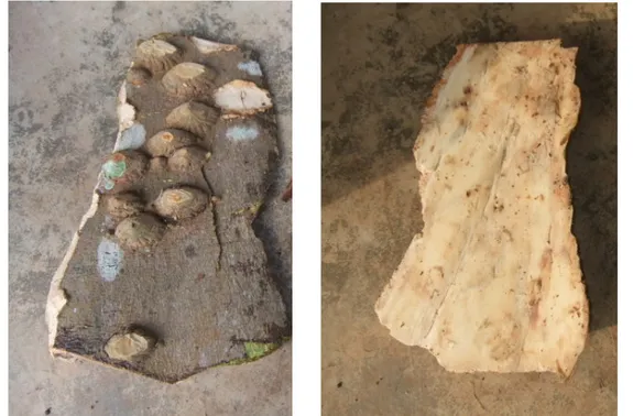 Figure 1 : Face externe (A) et interne (B) d’une botte d’écorce de Zanthoxylum gilletii (photo Orsot B., Grand-Yapo,  Janvier 2015) 