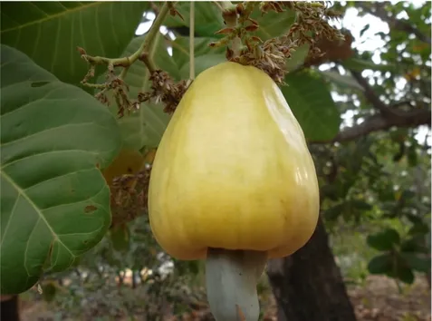 Figure 1: Cashew nut (1) and Cashew apple (2) 