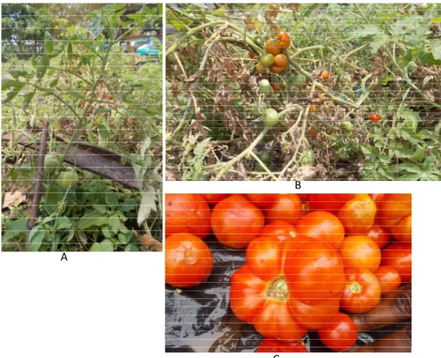 Figure 1 :Caractéristiques du cultivar « local » de tomate 