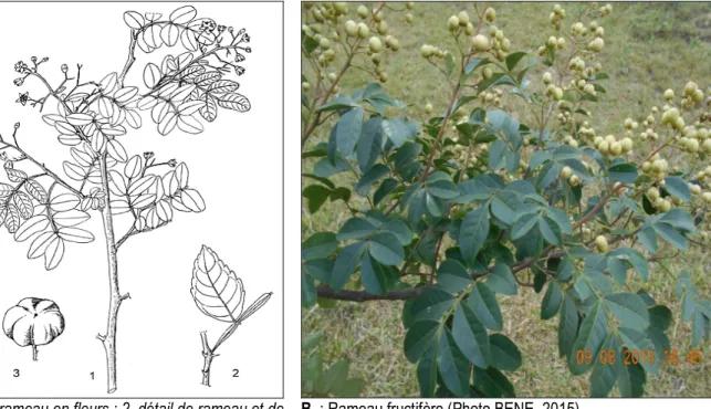 Figure 2 : A et B : Harissonia abyssinica Oliv. 