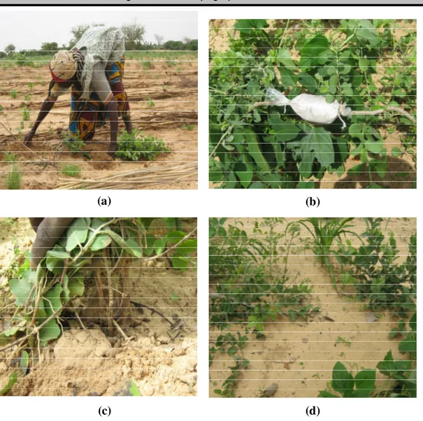 Figure 5 : Techniques de marcottage Guiera senegalensis à Guidan Bakoye :  (a) : Marcottage souterrain en cours ; 