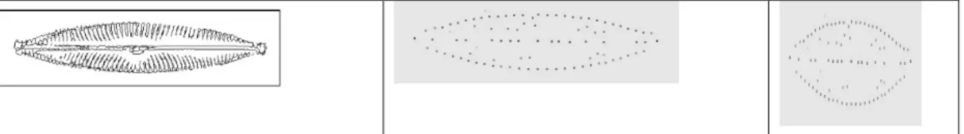 Figure 15 : représentation des points d’intérêts de la Diatomée  Ainsi,  le  contour  permet  de  sélectionner  un  ensemble 