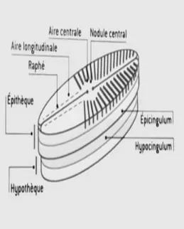 Figure 2 : Structure d’un frustule de diatomée pennale (Naviculaceae  L’identification  des  Diatomées  en  lames  minces, 