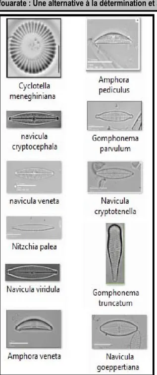 Figure 3 : Exemple des diatomées de la Merja fouarate  Extraction  du  contour :  La  classification  de  Diatomées  que  nous  effectuons  est  fondée  sur  le  contour (Deriche, 2004)