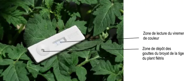 Figure 2 : Présentation de ‘Lateral Flow Device’ l’appareil de détection de la présence de Ralstonia  solanacearum dans  le plant de piment flétri