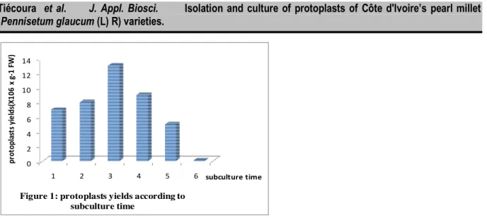 Figure 1: protoplasts yields according to  subculture time 