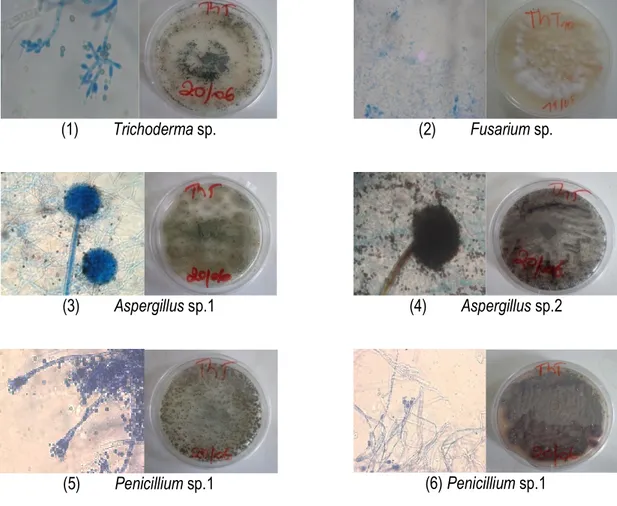 Figure 1: Microscopic and macroscopic characters cropping of some isolated endophytic fungi