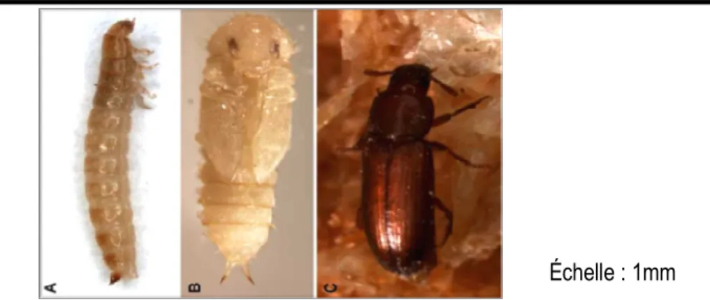 Figure 1: Larve (A), Nymphe(B) et Adulte (C) de T. castaneum  Source : http://www.snv.jussieu.fr/bmedia/ATP/tri-dvt.htm  On  peut  rencontrer  cinq  générations  par  an